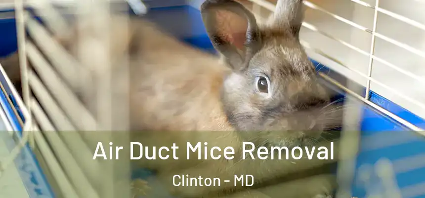  Air Duct Mice Removal Clinton - MD